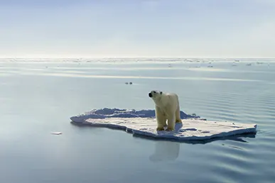 Impact sur la biodiversité et le climat